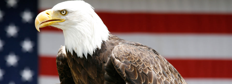 A bald eagle with its wings spread and white feathers.